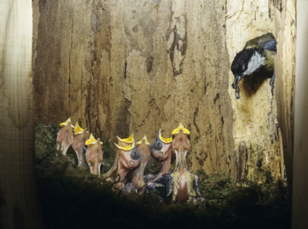 Why Young Birds Learn Survival from Siblings Rather Than Parents?