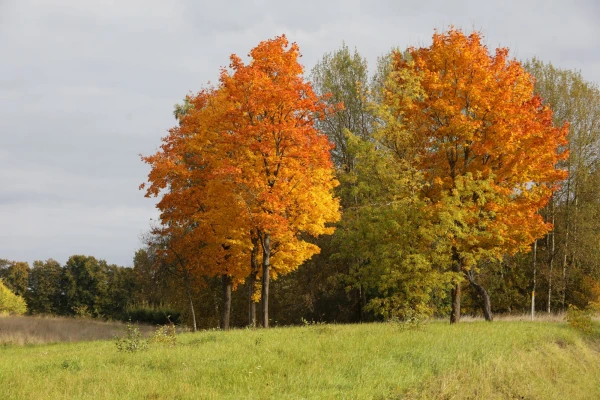Folk Signs for October 16 — Denis the Winter