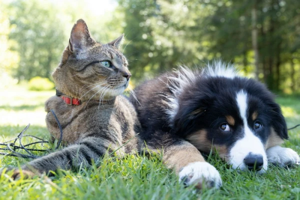 Why Do Cats and Dogs Roam Different Paths?