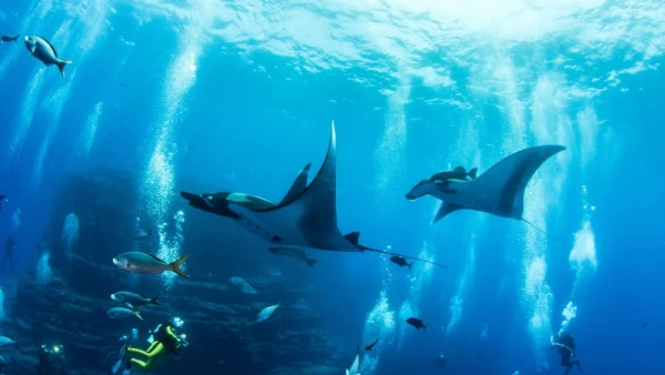 They do not search for food and do not hide: biologists have figured out why manta rays dive to extreme depths