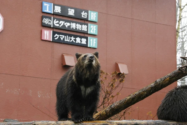 In Japan, seven people have died since April due to bear attacks