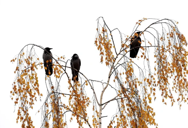 This Series is Already Annoying: Weather Forecast for Friday