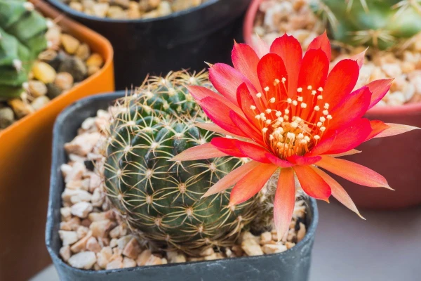 How often should you water a cactus in autumn and winter?