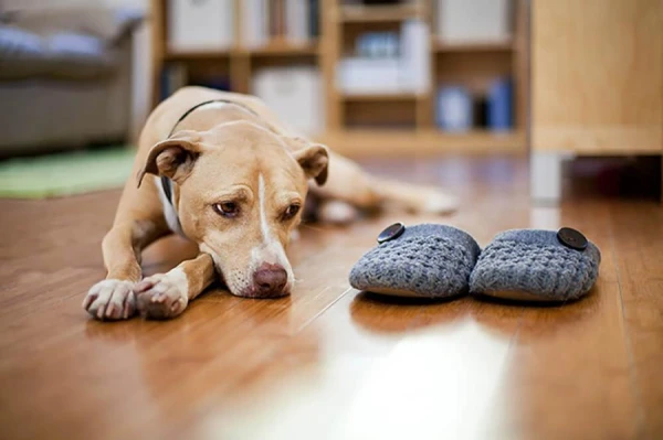 Should You Walk Your Dog in Bad Weather If Your Pet Doesn«t Want to Go Outside?