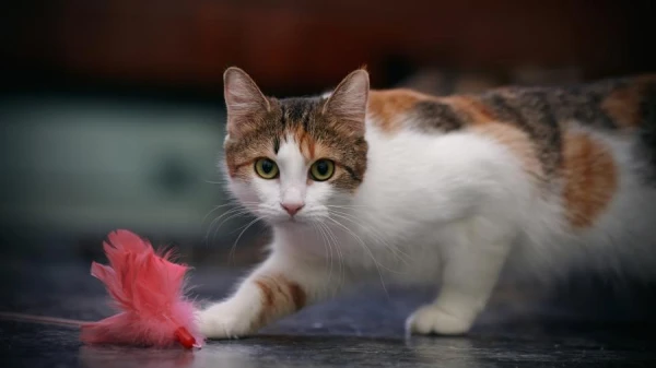 What a Cat Feels When Her Kittens Leave the Parental Home