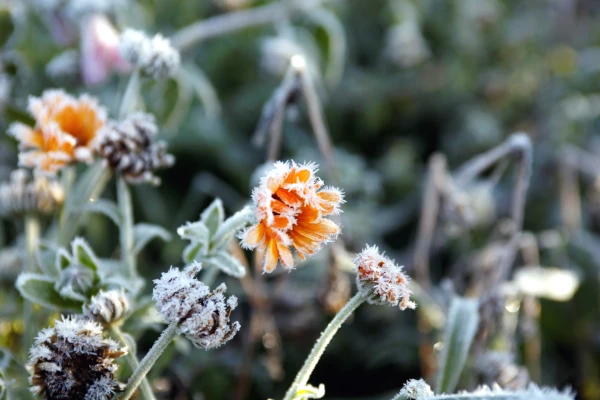 That's it: autumn enters the "frosty" phase