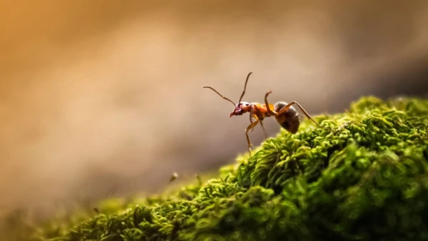 Ants Restructure Their Ant Hill During an Epidemic — A Discovery