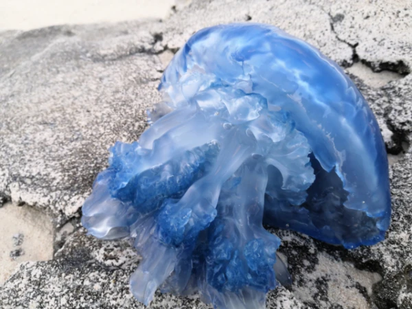 10 Amazing Facts About the Blue Jellyfish That Are Not Afraid of Currents