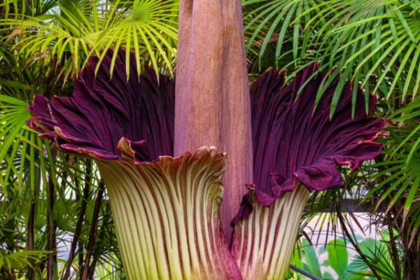 The World«s Most Stinky Flower Stolen from a Botanical Garden in Germany