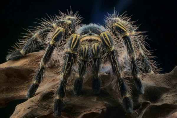 The Tarantula Returned Home a Year After Escape