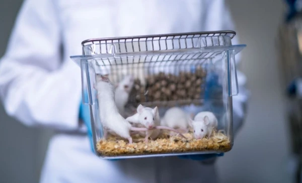 How did scientists extend the lifespan of old mice by 73%?