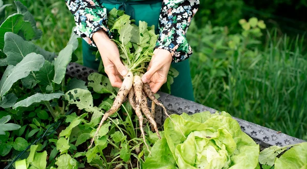 When to Dig Up Horseradish and How to Store It?