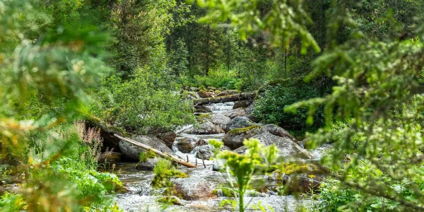 Woman Went Hiking in Nature Reserve in Europe, Went Missing and Did Not Survive