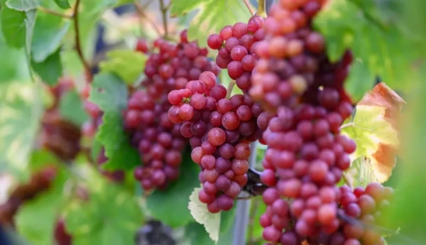 Розовый шардоне официально стал восьмым разрешенным сортом для игристого вина.