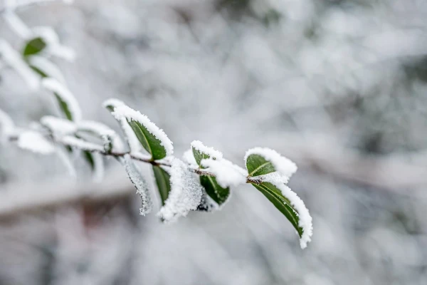 Snow Expected in Latvia - Forecasters