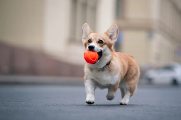 Scientists Compared Dogs« Obsession with Toys to Human Addiction
