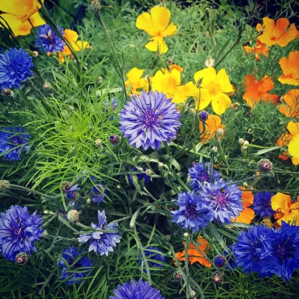 Sow These Flowers Now: They Will Bloom Two Weeks Earlier in Spring