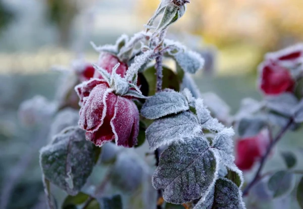 It«s no longer just a frost. The thermometer will drop low at night