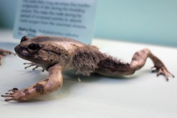 In what cases does the hairy frog intentionally break its bones?