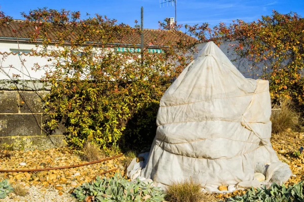 3 mistakes in covering plants for winter that can cost them their lives