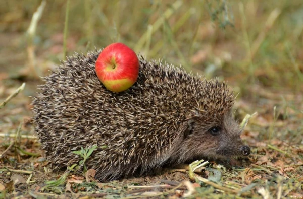 How does a hedgehog remove its prey?