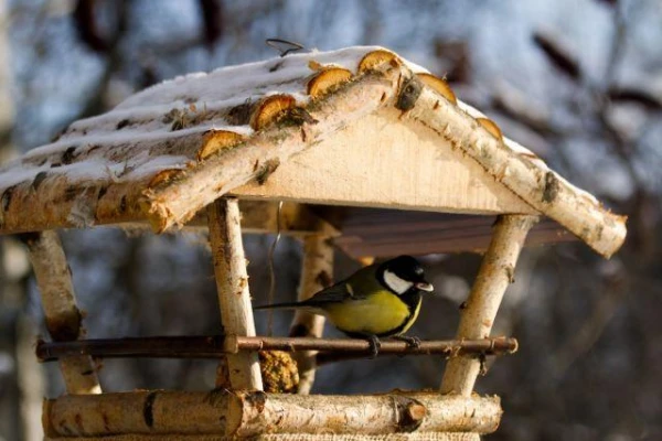 What is the best way to feed birds in autumn and winter?