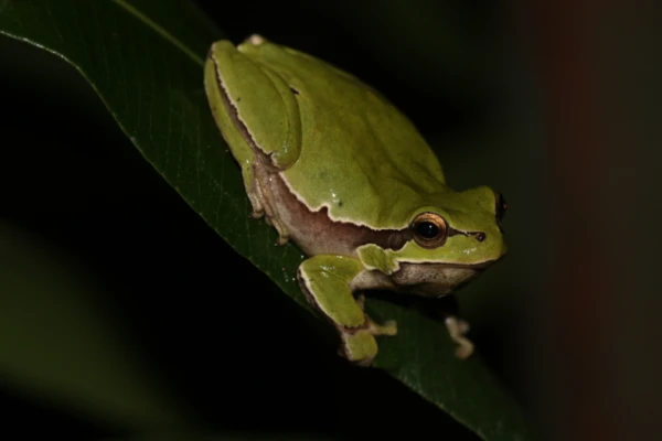 Frogs Darkened to Survive in Chernobyl. Is It True?