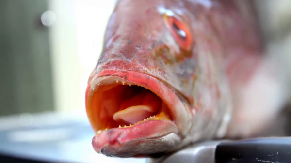 Do fish have a tongue?