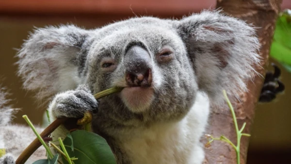 Humans and koalas share at least one common feature — it has become an unexpected discovery for scientists