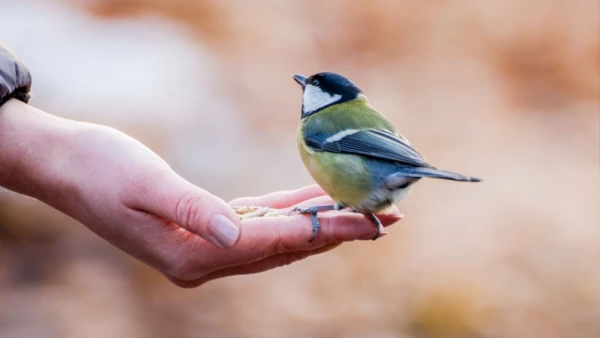 Biologists Have Discovered Why Some Birds Approach Humans with Food While Others Do Not