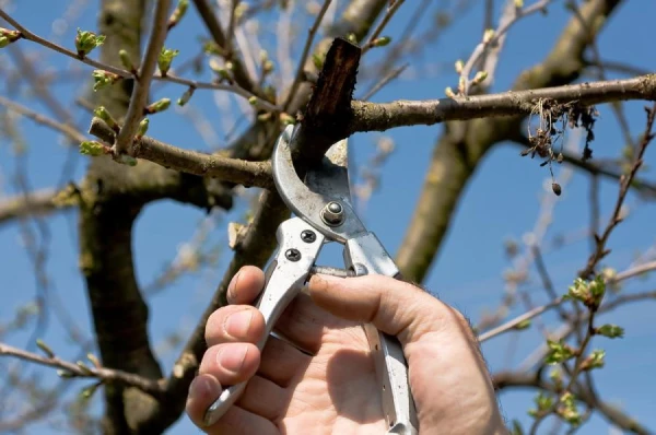 Secrets of Tree Pruning from an Experienced Gardener