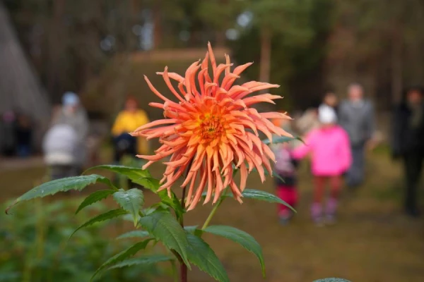 Are you warm, maiden? Warming will begin in Latvia next week