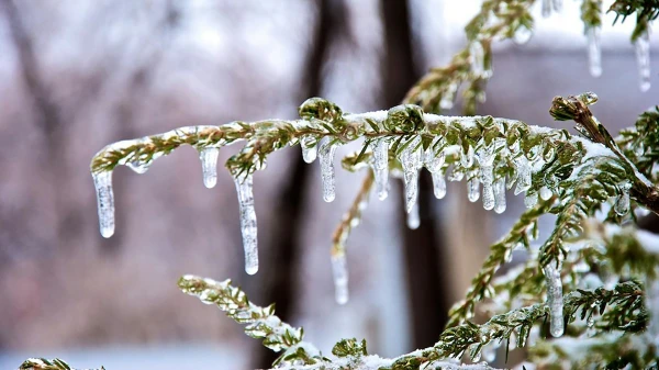 Frost Will Hit Latvia - Meteorologists