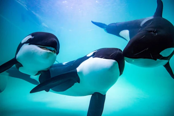 Orcas Go on the Attack – They Are Massively Sinking Sailing Yachts