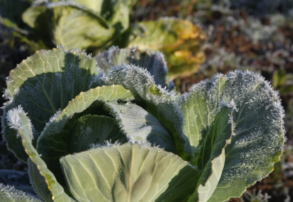 The air temperature in Latgale dropped to -6 degrees