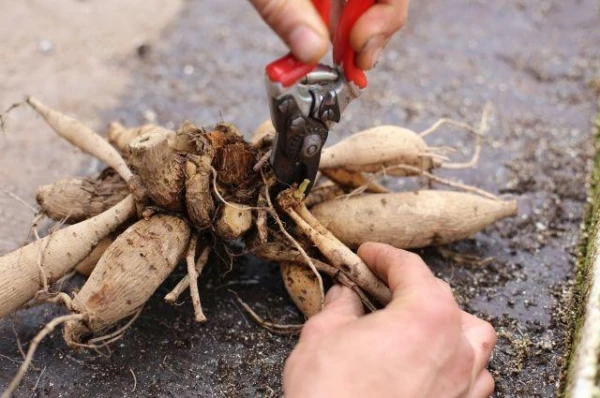How to Dig Up and Store Dahlia Tubers?