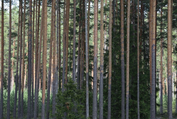Swedes to Sell 1,350 Square Kilometers of Territory in Latvia: For How Much?