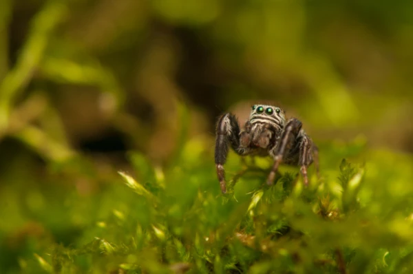 Scientists are convinced that spiders dream
