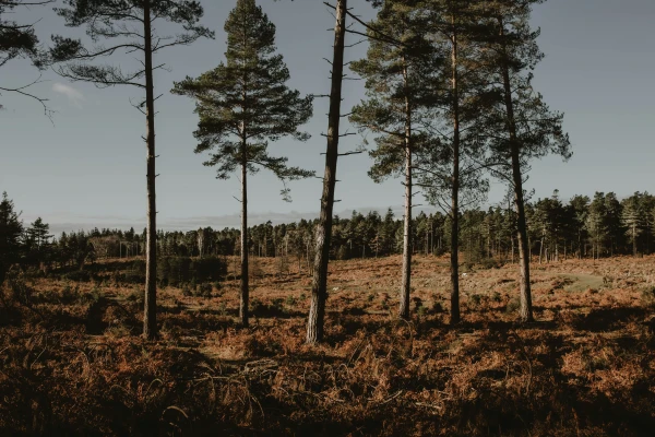 The Minister will have to explain the decision that reduced forest revenues by 30 million euros