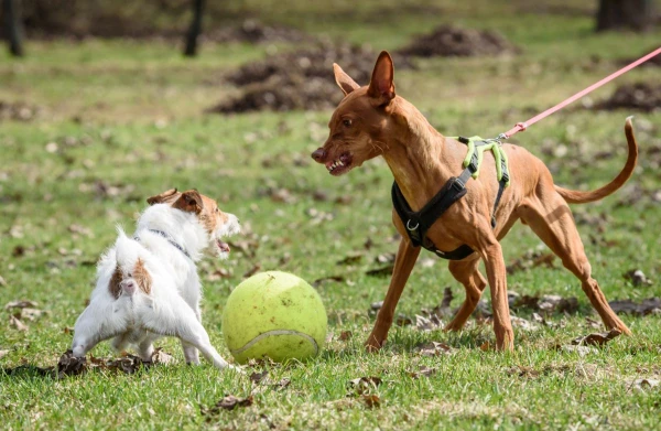 A Dog Barks at Other Dogs — When It«s Normal and When It»s a Problem, Explains a Animal Psychologist