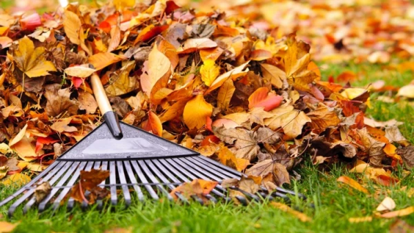 Burn or Bury? What to Do with Fallen Leaves in the Garden