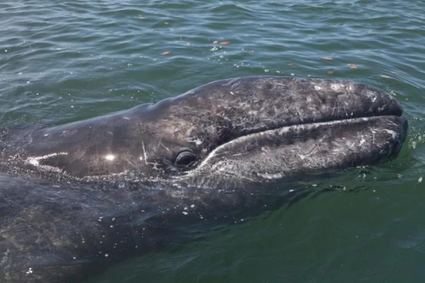 Why Are Whales So Big?