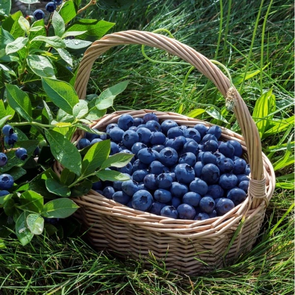 Why You Should Eat More Blueberries and Cabbage: The Superpower of Purple Foods