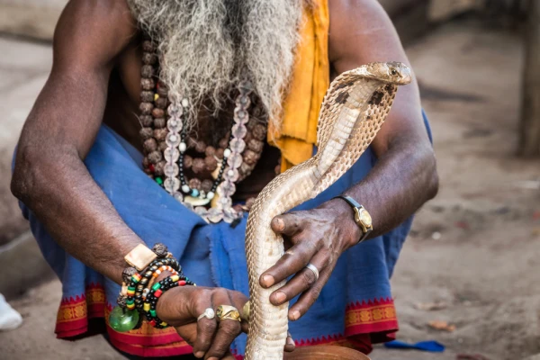 What Makes Snakes Dance?