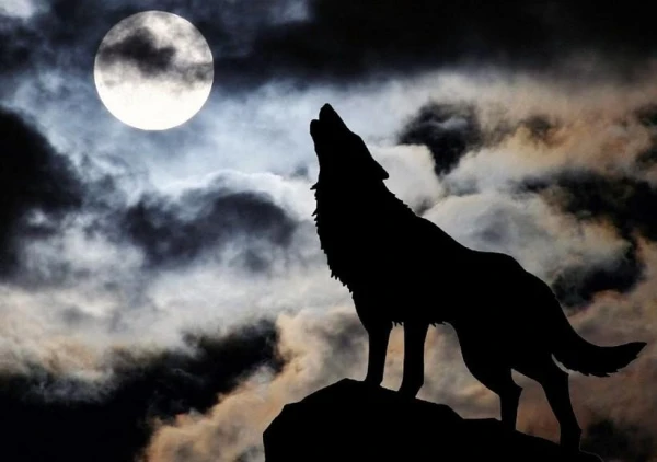 Why Dogs Howl