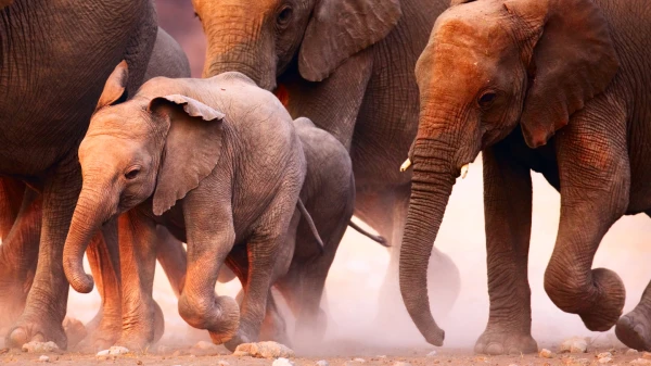 Is it true that elephants are afraid of mice?