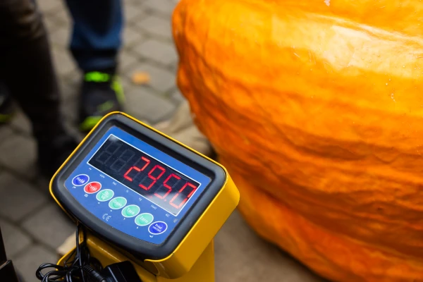 The largest pumpkin in Latvia has been chosen – it can feed one and a half thousand people