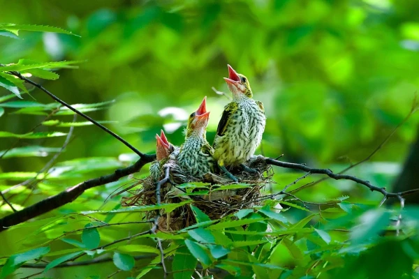 This year, around 120,000 chicks died during nesting in Estonia