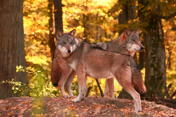 On the way to school, a teenager in Garsene encountered the unexpected – he saw wolves near his house