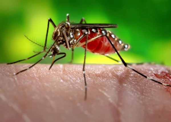 Mosquitoes Discovered in Iceland for the First Time in History